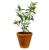 Dwarf chikoo plant for containers