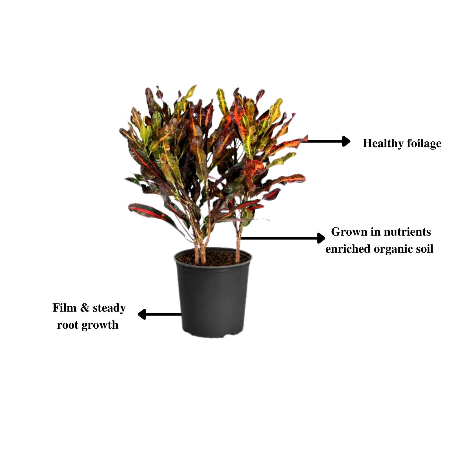 Croton Mammy indoor ornamental plant