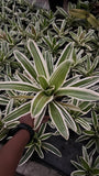 Tall Dracaena Victoria for home/office
