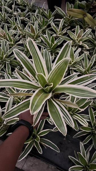 dracaena victoria white Dracaena Victoria Plant – Gardengram
