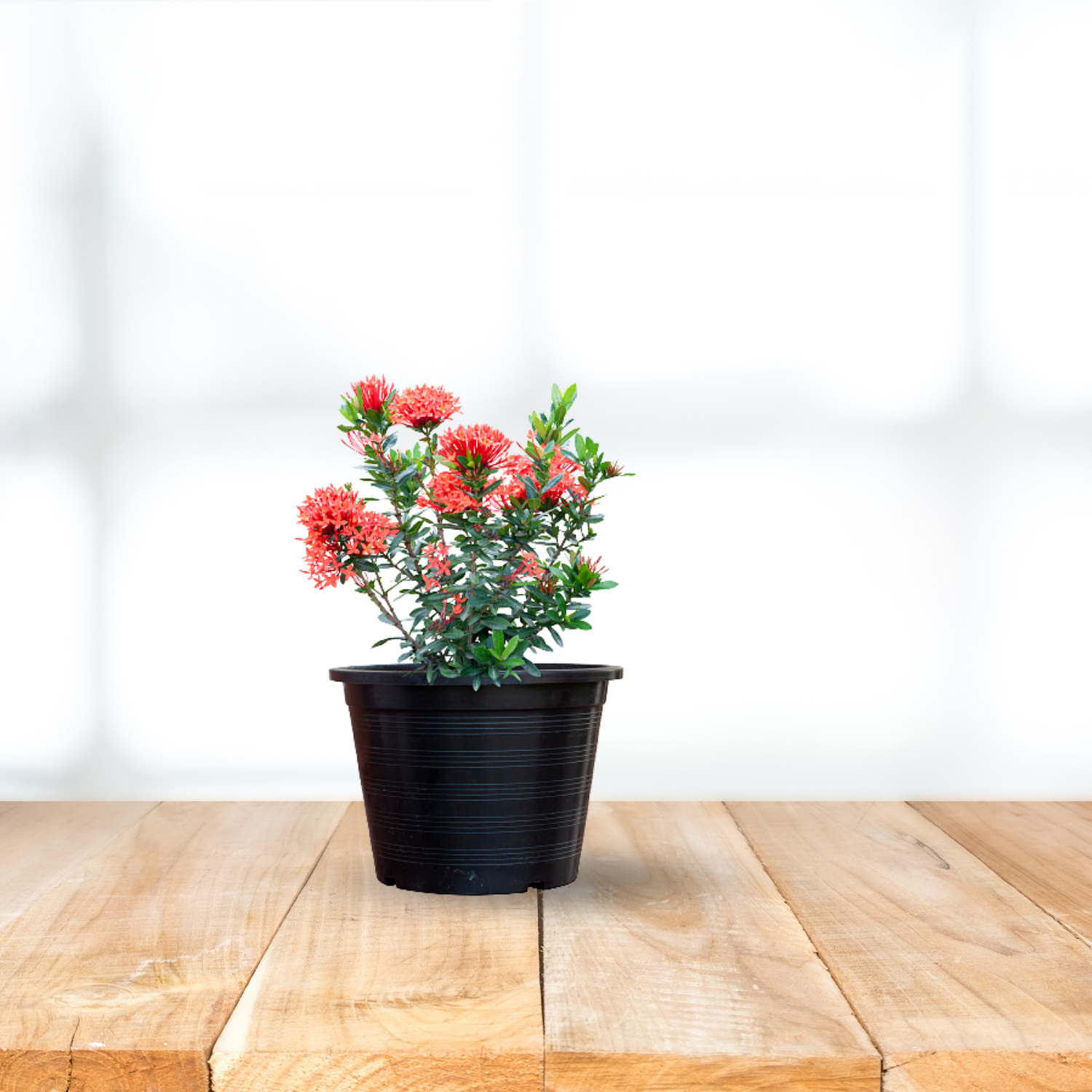 Ixora red flowering plant