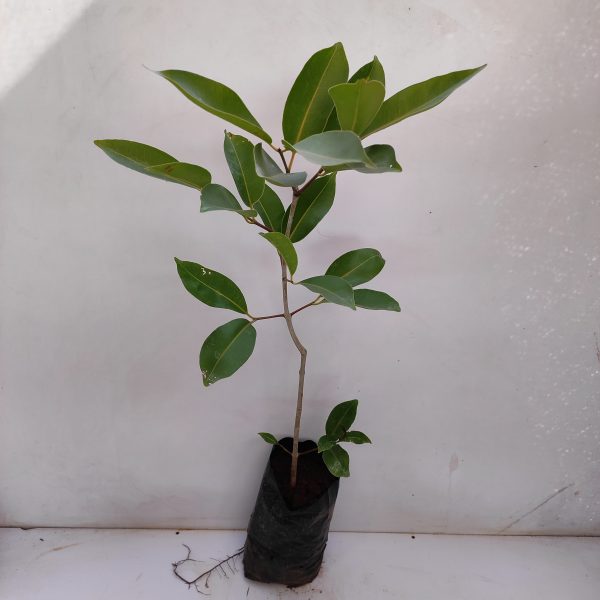 Thailand black jamun plant