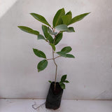 Thailand black jamun plant