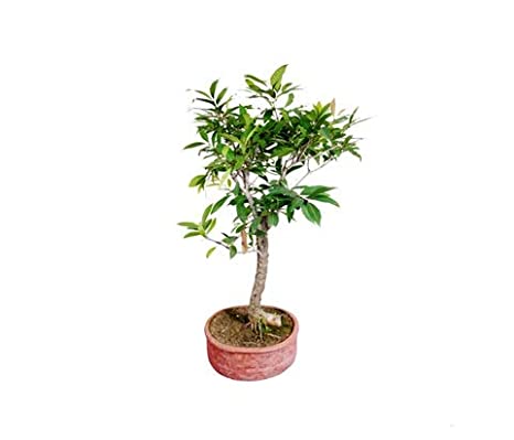 Small-sized jamun fruit plant