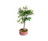 Small-sized jamun fruit plant