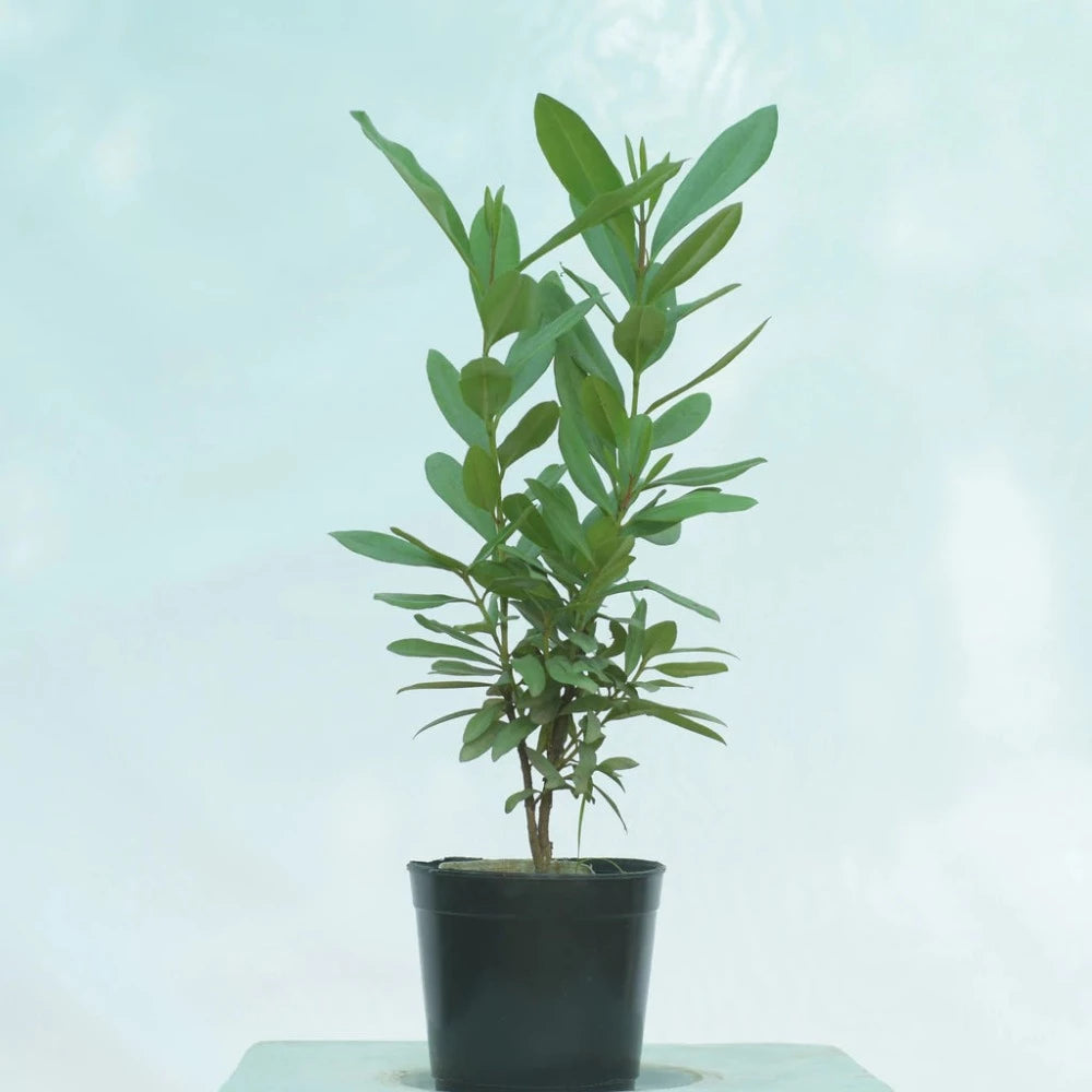 Laung tree – clove plant