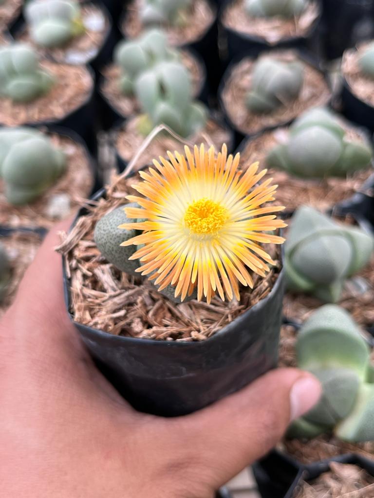 Lithops - pebble plant succulent