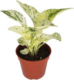 Variegated money plant