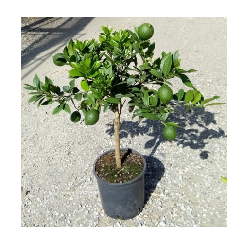 Mausambi fruit tree for garden