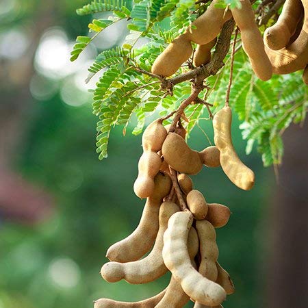 Meethi imli tamarind tree