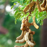 Meethi imli tamarind tree