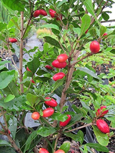 Miracle fruit plant for exotic gardens