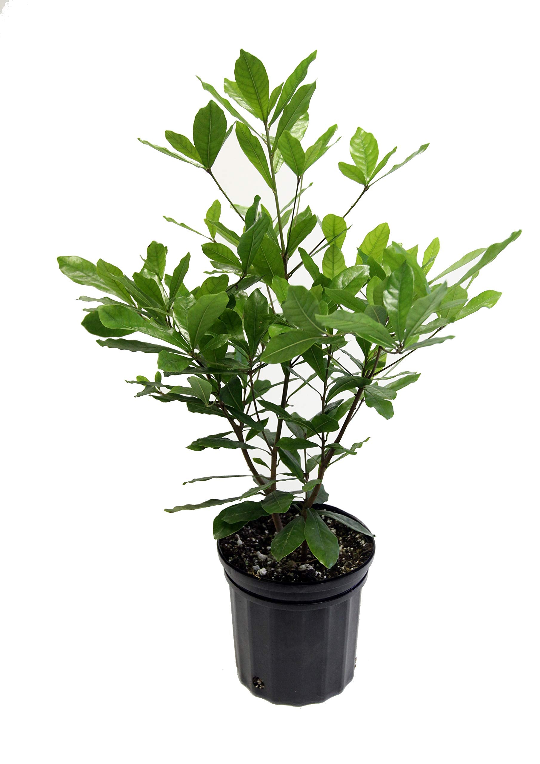 Miracle fruit plant for exotic gardens