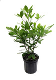Miracle fruit plant for exotic gardens