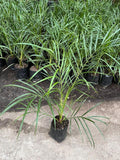 Pygmy Date Palm plant