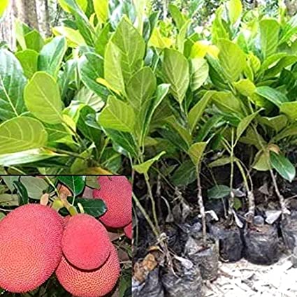 Red jackfruit tree plant