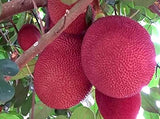 Red jackfruit tree plant