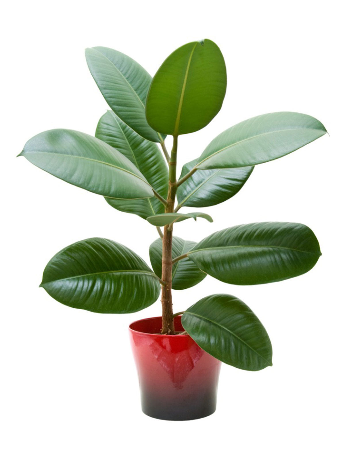 Rubber plant for indoor air purification