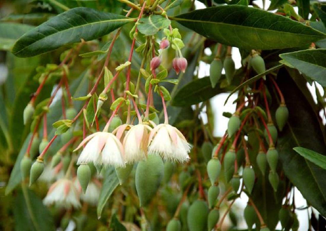 Rudraksha seed tree sapling