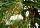Rudraksha seed tree sapling