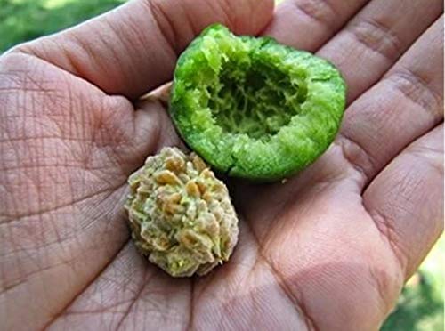 Rudraksha seed tree sapling