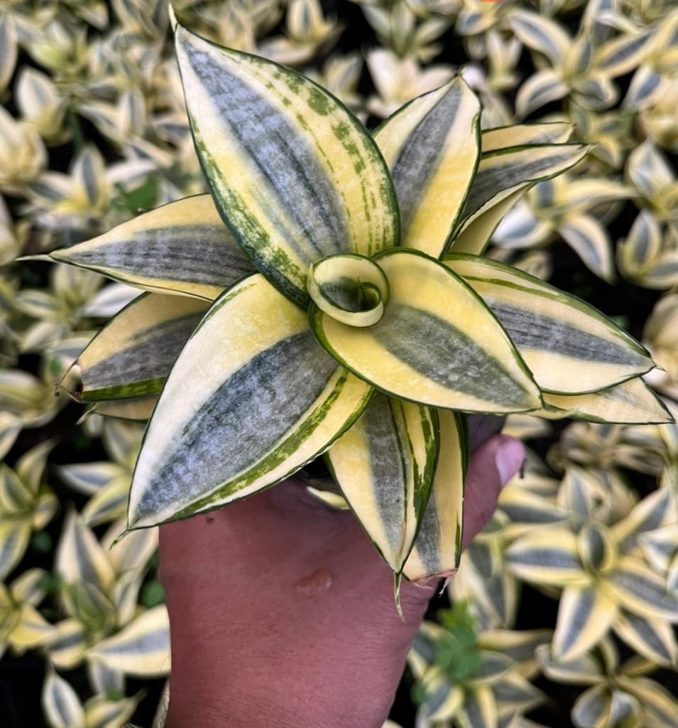 Sansevieria golden variety plant