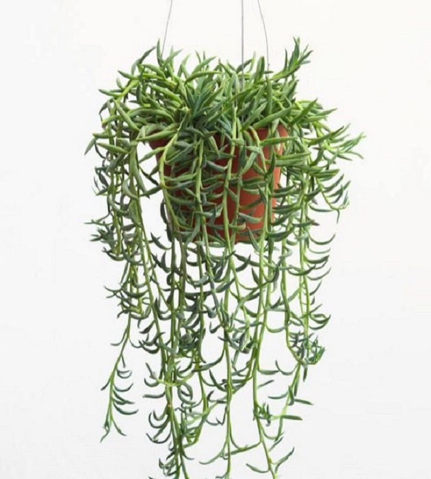 String of Bananas plant for hanging pots
