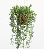 String of Bananas plant for hanging pots