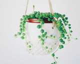 String of pearls – Senecio rowleyanus