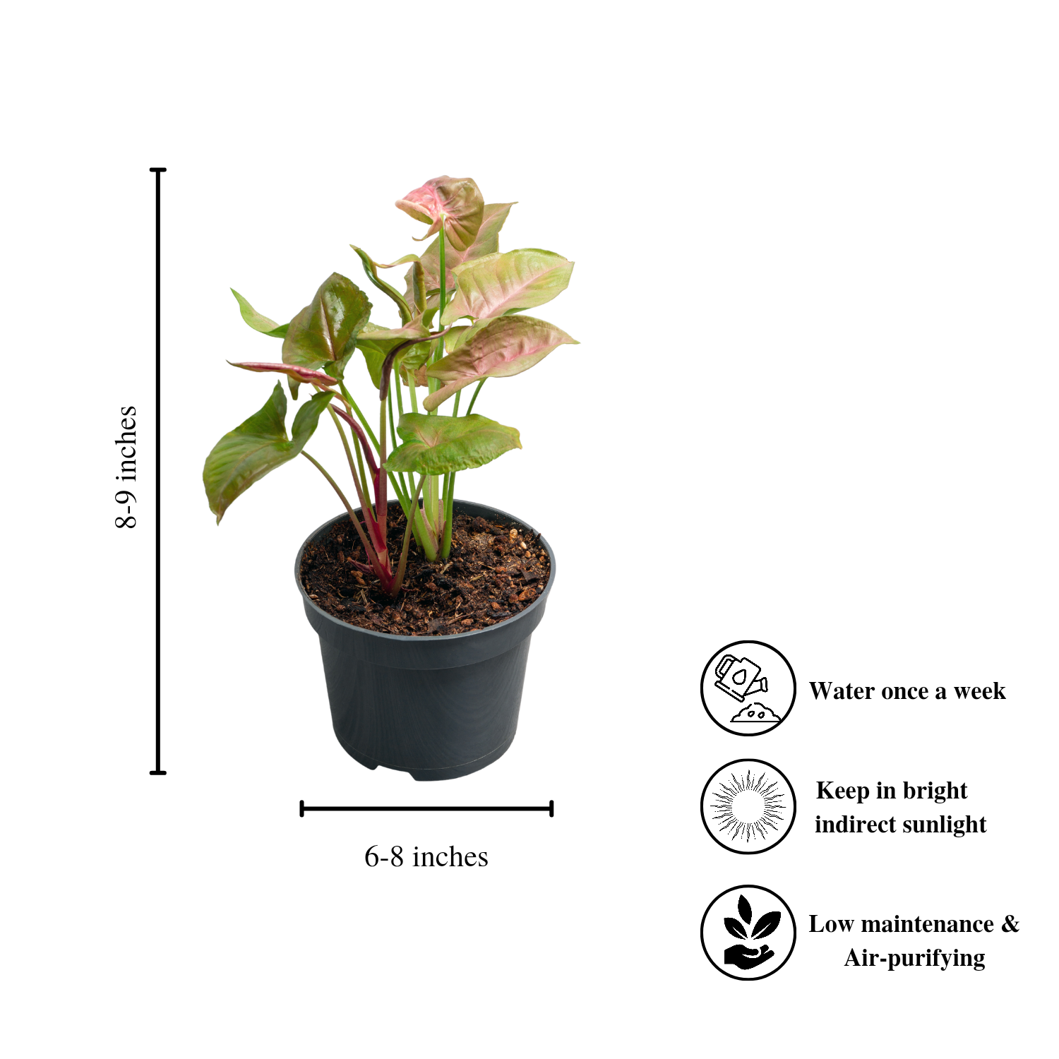 Syngonium pink and green plant