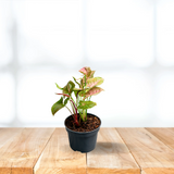 Syngonium pink and green plant
