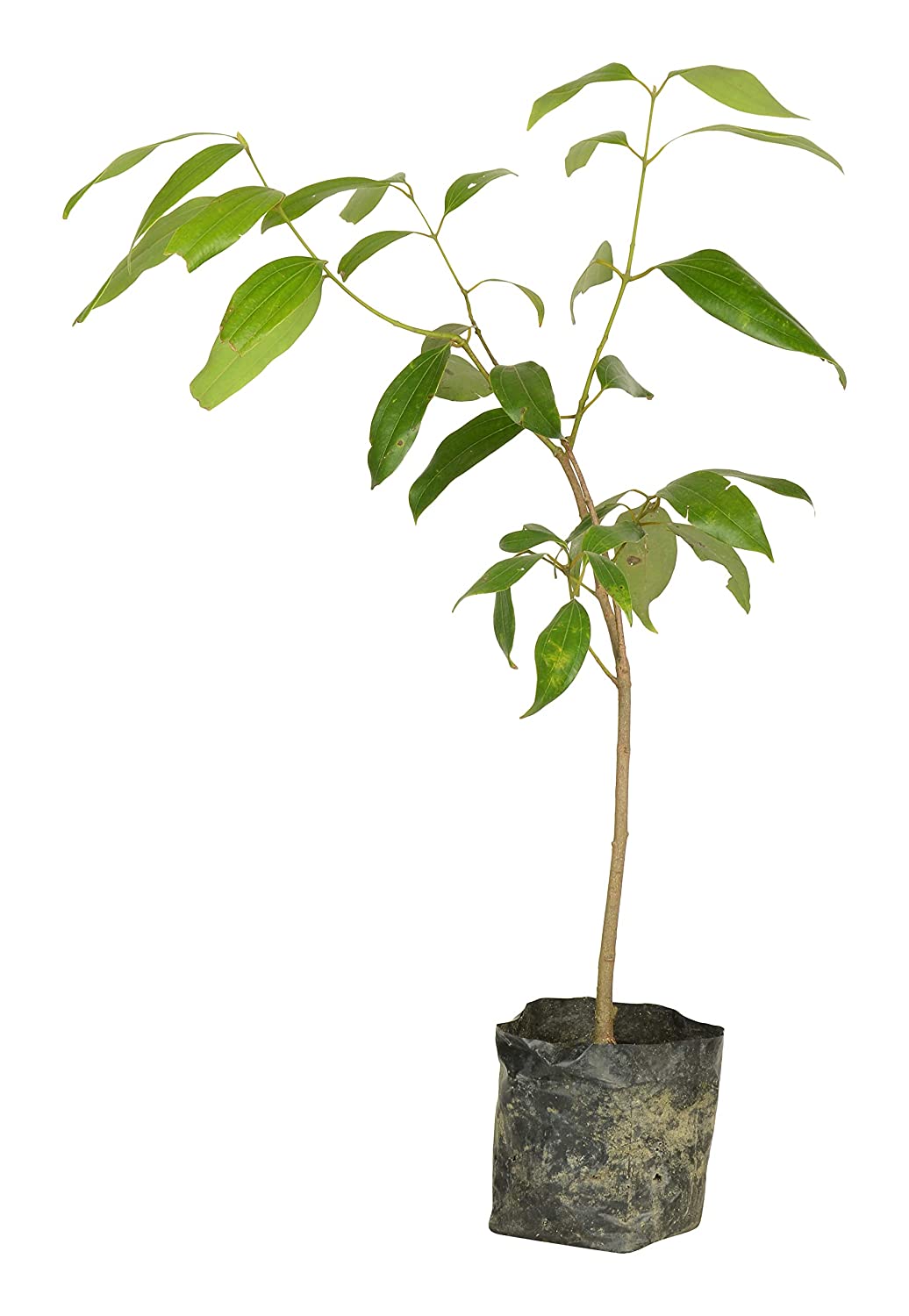 Tezpatta (bay leaf) plant
