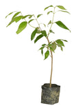 Tezpatta (bay leaf) plant