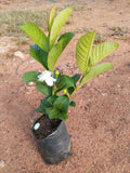 Taiwan pink Amrud guava plant