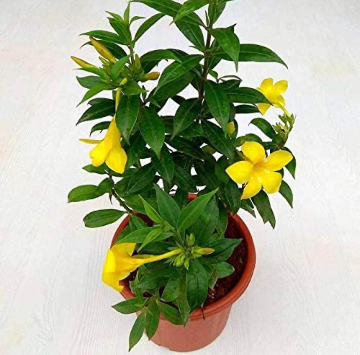 Golden trumpet flowering puja plant