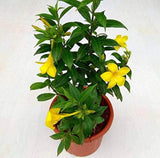 Golden trumpet flowering puja plant