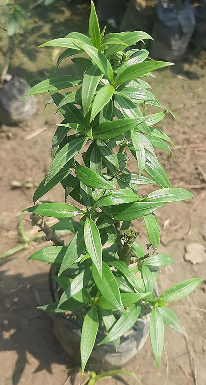 Golden trumpet flowering puja plant