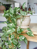 Marble Queen pothos indoor plant