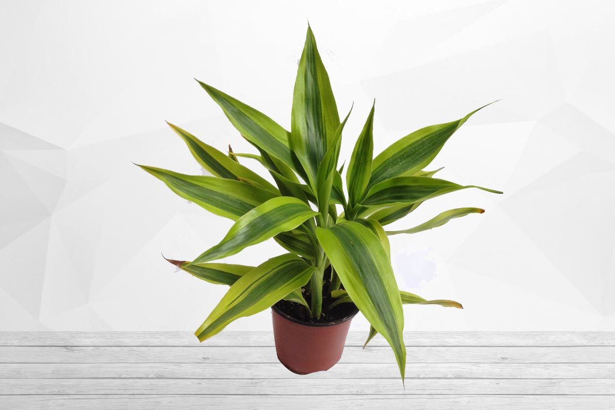 Dracaena Warneckii indoor plant