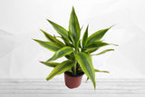 Dracaena Warneckii indoor plant