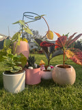 Set of 5 lucky feng shui plants