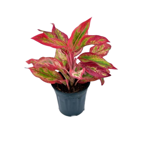 Indoor plant set for dark rooms