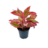 Indoor plant set for dark rooms