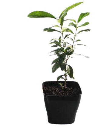 Rare spice plant gift set
