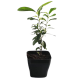 Rare spice plant gift set