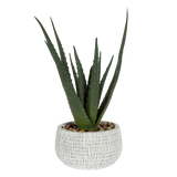 Feng Shui plant gift combo