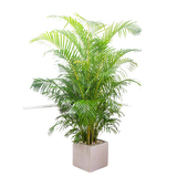 Feng Shui plant gift combo