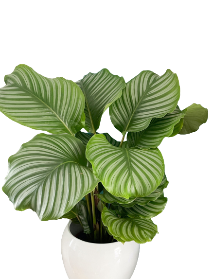 Exquisite plant combo - set of 4