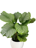 Exquisite plant combo - set of 4
