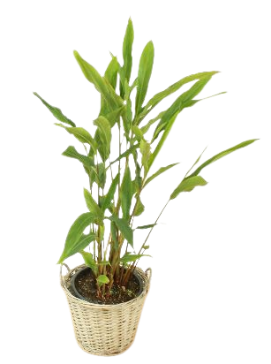 Rare spice plant gift set